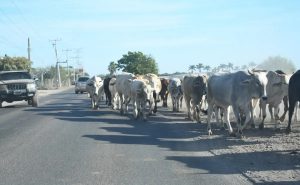 Esperanza en Ahome Ganaderos Buscan Consolidación