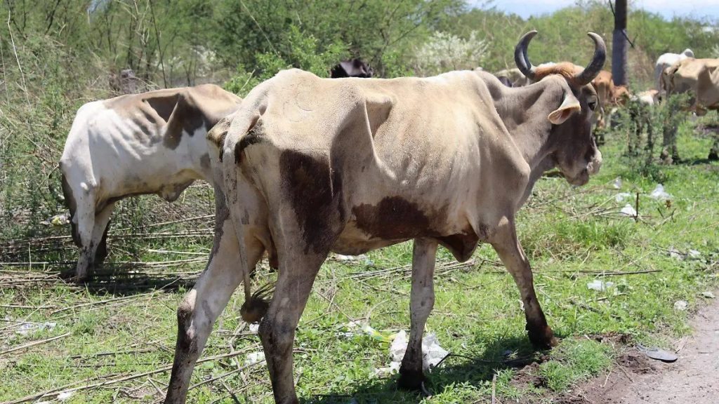 Ganaderos de Morelos Exigen Comité Sanitario