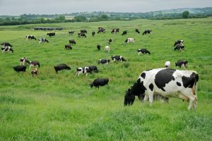 Gobierno de Sinaloa Negocia Precio de la Leche