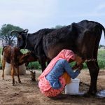 Guerra Comercial por la Leche EE. UU. vs. India