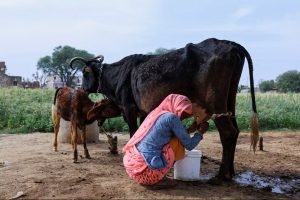 Guerra Comercial por la Leche EE. UU. vs. India