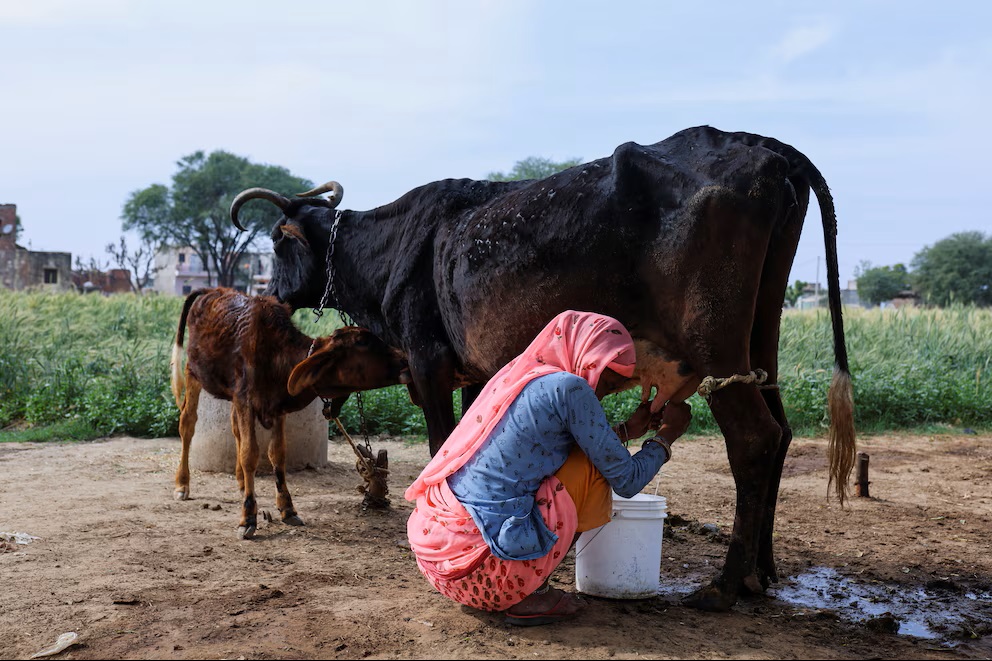 Guerra Comercial por la Leche EE. UU. vs. India