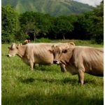 Quesos y Leche del Sureste Conquistan México