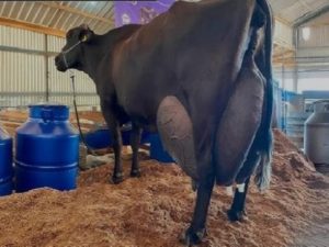 Récord Mundial Vaca Girolando Produce 343 Litros