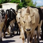 Sequía Agita la Industria Láctea