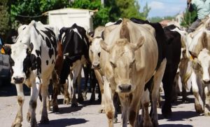 Sequía Agita la Industria Láctea