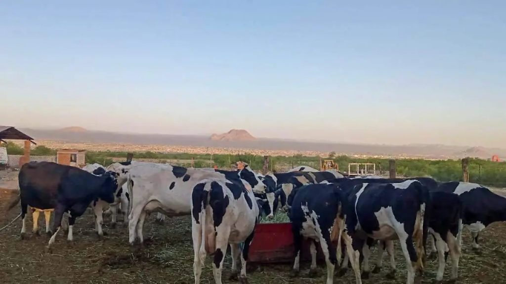 Sequía Dispara Costos de la Leche un 20