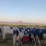 Sequía Dispara Costos de la Leche un 20