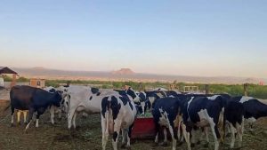 Sequía Dispara Costos de la Leche un 20