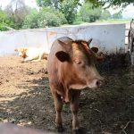 Soledad de Graciano Sánchez Tendrá un Acopio de Leche