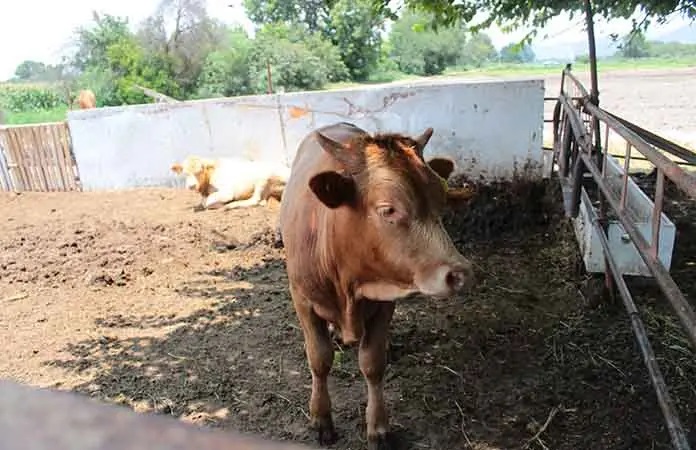 Soledad de Graciano Sánchez Tendrá un Acopio de Leche