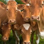 Sube 7.7 la Producción de Alimento para Ganado