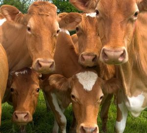 Sube 7.7 la Producción de Alimento para Ganado