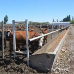 Ahome Produce Más Leche, Pero