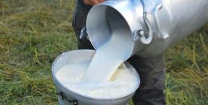 Ahome con un Excedente de Leche