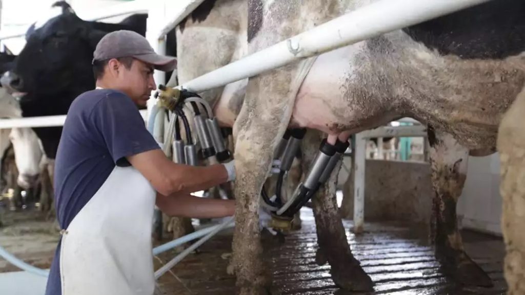 Campeche Revive su Sector Lácteo