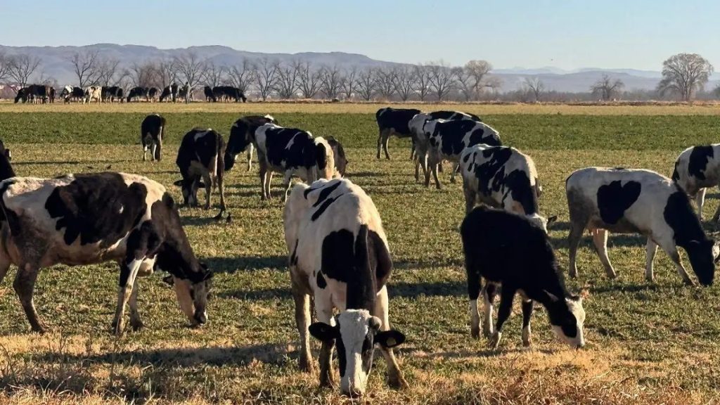Chihuahua es el Corazón de la Leche