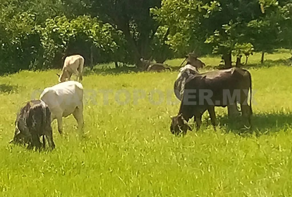 Ganaderos de Chiapas Sufren por el Precio