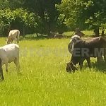Ganaderos de Chiapas Sufren por el Precio