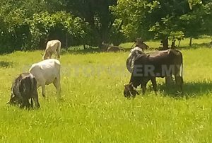 Ganaderos de Chiapas Sufren por el Precio