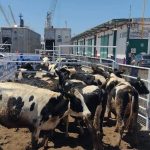 Mazatlán Frena la Importación de Ganado