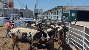 Mazatlán Frena la Importación de Ganado