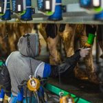 Minnesota Gana la Batalla al H5N1