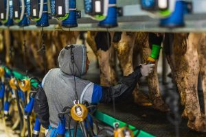 Minnesota Gana la Batalla al H5N1