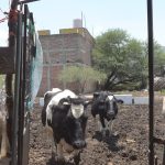 Pequeños Ganaderos La Resistencia de la Leche