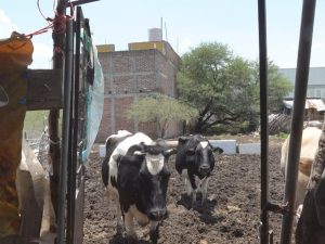 Pequeños Ganaderos La Resistencia de la Leche