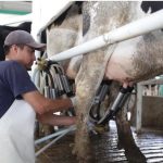 Polotitlán Impulsa la Leche