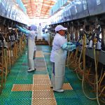 Puebla con Mega Proyecto para la Leche