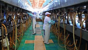 Puebla con Mega Proyecto para la Leche