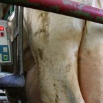 Rabobank Alerta al Mercado Lácteo