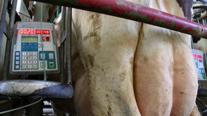 Rabobank Alerta al Mercado Lácteo