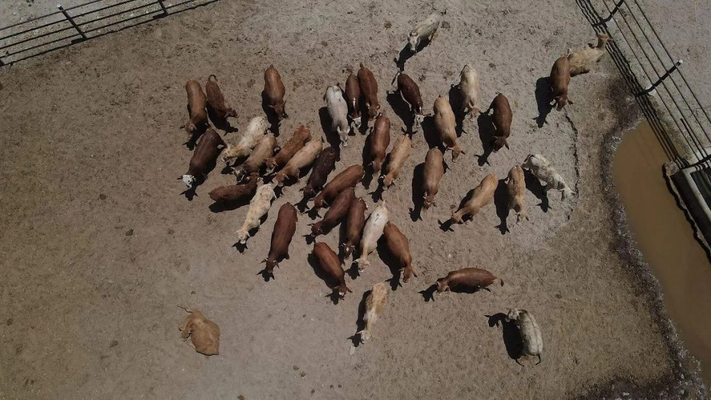 Sequía arrasa con 849 establos crisis lechera en Chihuahua