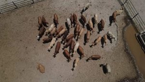 Sequía arrasa con 849 establos crisis lechera en Chihuahua