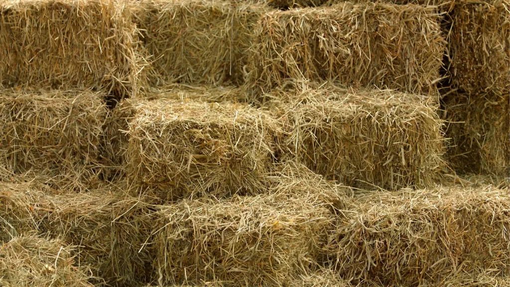 Sinaloa Asegura el Alimento Ganadero