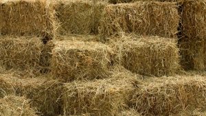 Sinaloa Asegura el Alimento Ganadero