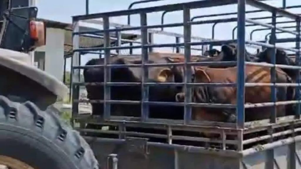Abigeato Azota Ganadería de Tonalá