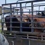 Abigeato Azota Ganadería de Tonalá