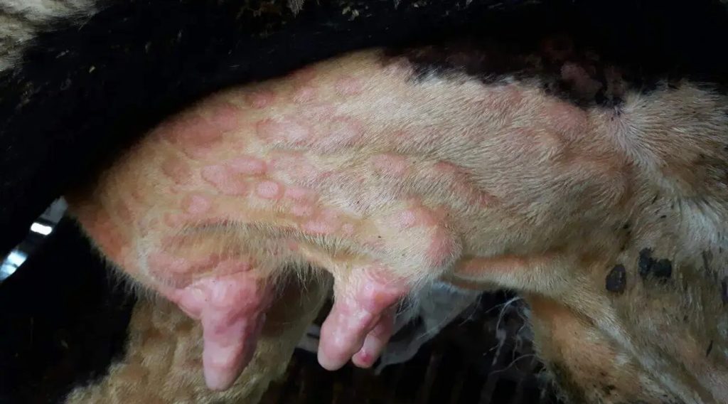 Brote de Dermatosis Afecta Granjas Españolas