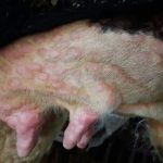 Brote de Dermatosis Afecta Granjas Españolas