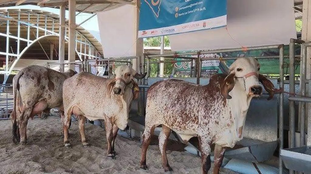 Chiapaneca Láctea La Feria Estrena Mega Evento
