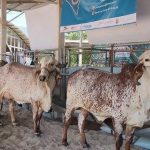 Chiapaneca Láctea La Feria Estrena Mega Evento