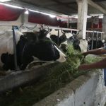 Crisis Láctea La Lucha de Productores de Puebla