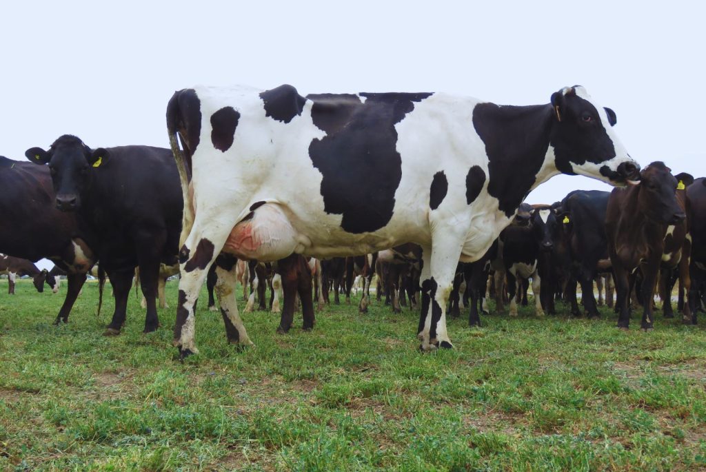 Desarrollan Vacuna Anti-Mastitis