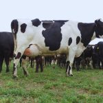 Desarrollan Vacuna Anti-Mastitis