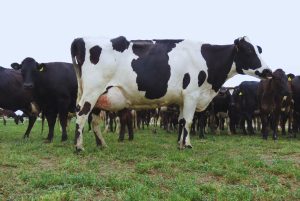 Desarrollan Vacuna Anti-Mastitis