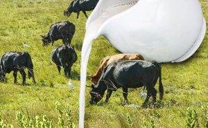 Estructura Sader Segalmex Pierde Leche y Fertilizantes